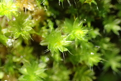 Leptostomum macrocarpum