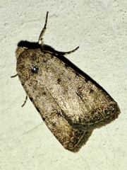 Caradrina