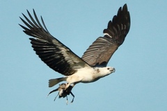 Haliaeetus leucogaster