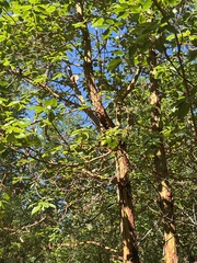 Arbutus menziesii