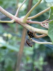 Murgantia histrionica