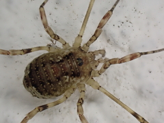 Oligolophus hanseni