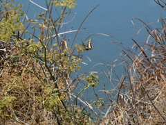 Papilio zelicaon