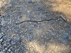Thamnophis elegans terrestris