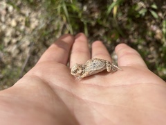 Phrynosoma hernandesi