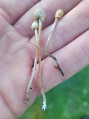 Panaeolopsis