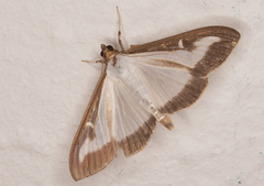 Cydalima perspectalis