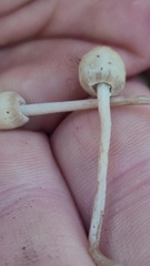 Panaeolopsis