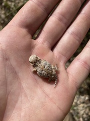Phrynosoma hernandesi