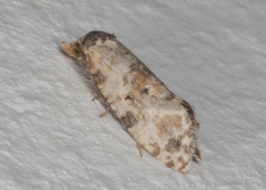 Cochylina