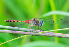 Sympetrum ambiguum