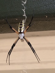 Argiope aurantia