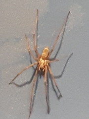Araneae
