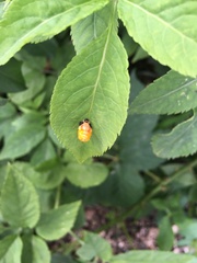 Harmonia axyridis