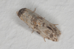 Cochylina
