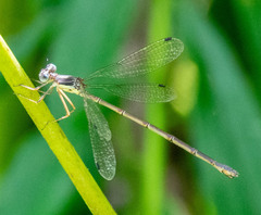 Lestes