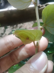 Psyllobora confluens