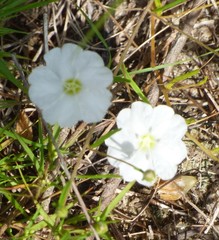 Stylisma pickeringii