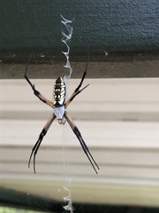 Argiope aurantia