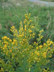 Solidago × niederederi