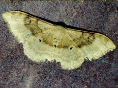 Idaea degeneraria