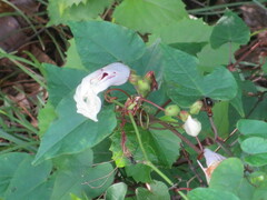 Ipomoea pandurata