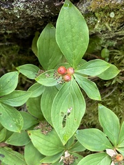 Cornus unalaschkensis