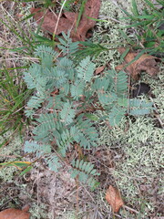 Tephrosia virginiana