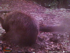 Ursus americanus machetes