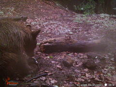 Ursus americanus machetes