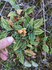 Goodyera oblongifolia