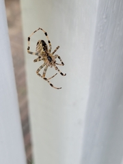 Araneus diadematus