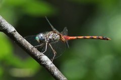 Sympetrum ambiguum