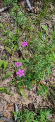 Geranium caespitosum
