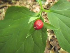 Trillium undulatum