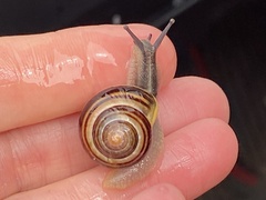 Cepaea
