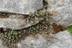 Petrosedum
