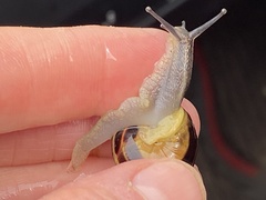 Cepaea
