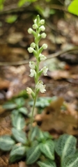 Goodyera pubescens