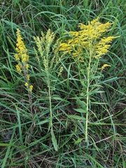 Solidago × niederederi