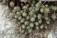 Petrosedum