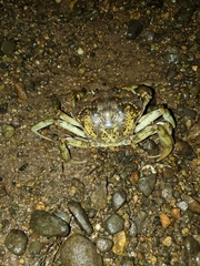 Carcinus maenas