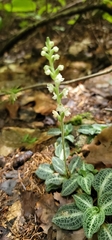 Goodyera pubescens