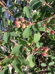Amelanchier alnifolia