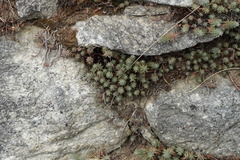 Petrosedum