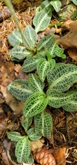 Goodyera pubescens