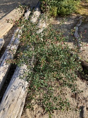 Amelanchier alnifolia