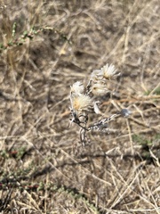Centaurea solstitialis