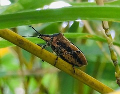 Padaeus trivittatus