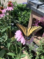 Papilio multicaudata